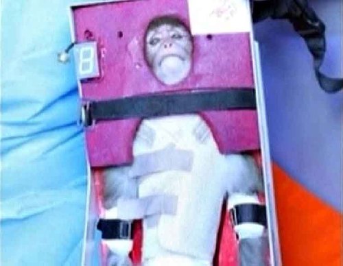 Iran sends monkey into Space<BR>伊朗送活猴上太空(圖)