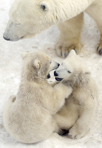 Twin polar bear cubs make first debut