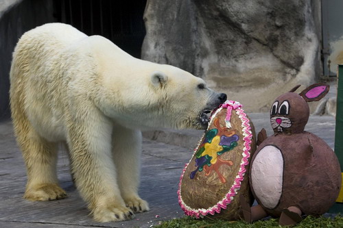 Polar bear bites a mock Easter Bunny