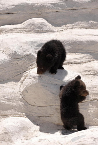 Artificially bred baby bears to greet tourists