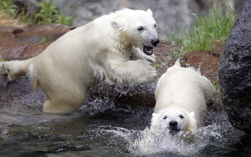 Polar bear cubs make their debut in Quebec