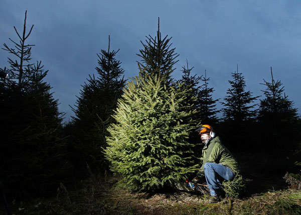 Homes decorated as Christmas comes