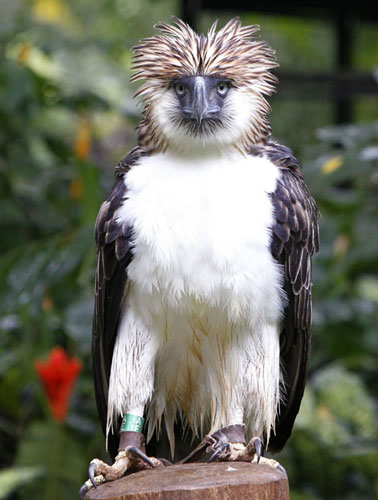 Philippine Eagle 'Mindanao' is seen inside a Philippine Eagle compound in Davao city, southern Philippines August 21, 2011. Endangered 'Monkey-eating Eagle' at Philippine zoo