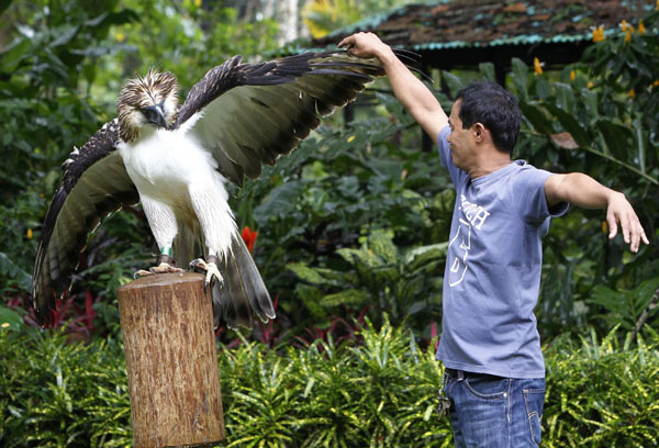 Mario Entrolizo, a trainer, gestures next to a Philippine Eagle 'Mindanao' inside a Philippine Eagle compound in Davao city, southern Philippines August 21, 2011. Endangered 'Monkey-eating Eagle' at Philippine zoo