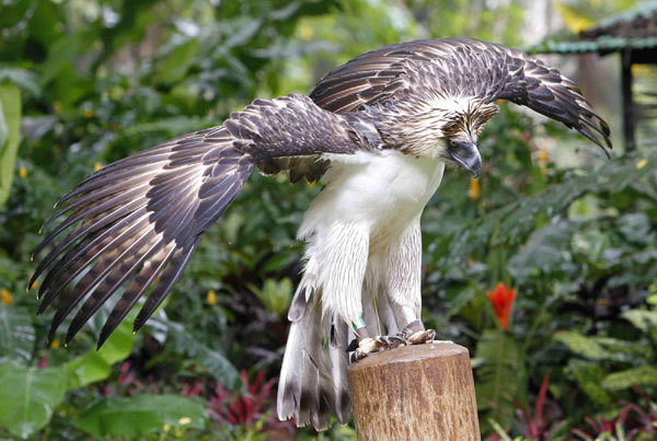 Philippine Eagle 'Mindanao' is seen inside a Philippine Eagle compound in Davao city, southern Philippines August 21, 2011. Endangered 'Monkey-eating Eagle' at Philippine zoo