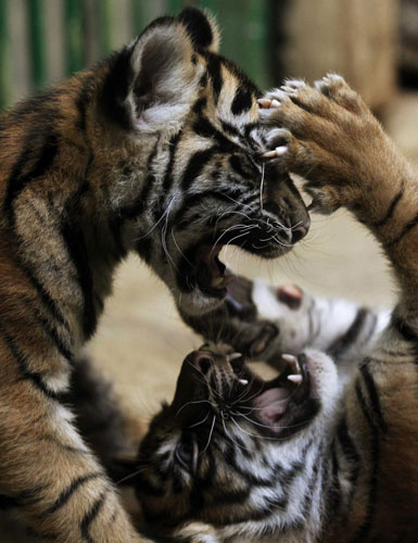 Two-month-old Sumatran tiger cubs play at their enclosure in Prague zoo, September 2, 2011. Sumatran tiger cubs show their stripes