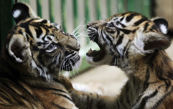 Two-month-old Sumatran tiger cubs play at their enclosure in Prague zoo, September 2, 2011. Sumatran tiger cubs show their stripes