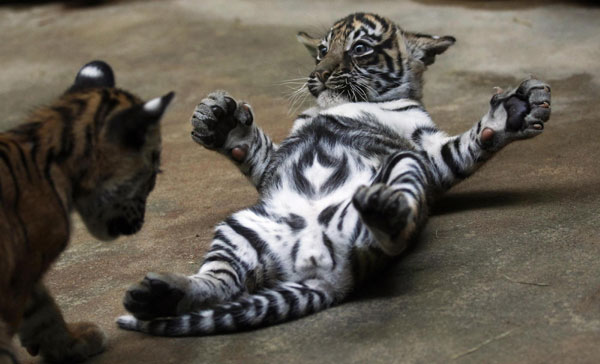 Two-month-old Sumatran tiger cubs play at their enclosure in Prague zoo, September 2, 2011. Sumatran tiger cubs show their stripes