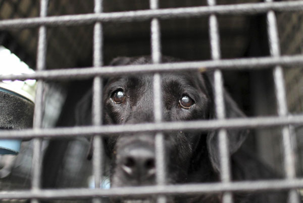 Red, a 12-year-old Labrador who is retired as an active search dog, waits in her crate after completing a training exercise in Pumphrey, Maryland, August 18, 2011. Retired dog of 9/11 keen on search cause
