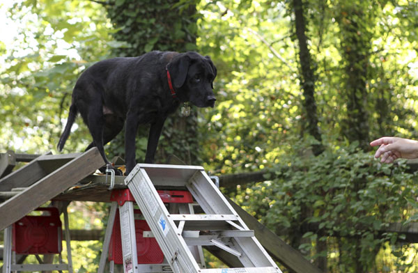 Red, a 12-year-old Labrador who is retired as an active search dog, climbs a training ladder in the yard of her owner Heather Roche in Annapolis, Maryland, August 18, 2011. Not long after American Airlines flight 77 crashed into the Pentagon on September 11, 2001, Red was at work. Retired dog of 9/11 keen on search cause