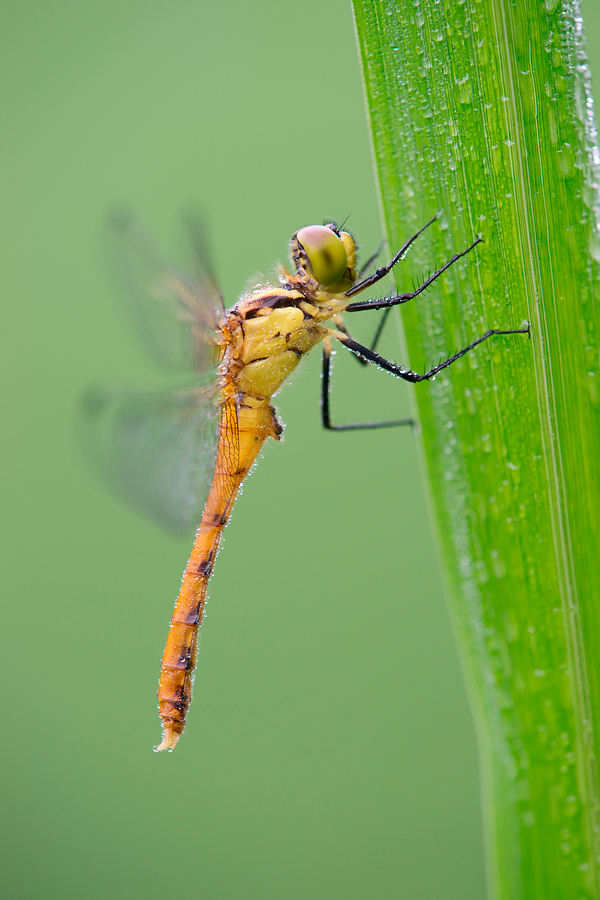 Photographer Adam Xu