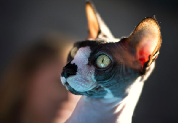 A cat is seen during an international cat exhibition held in Rishon Lezion, near Tel Aviv December 17, 2011. Cat exhibition held in Israel