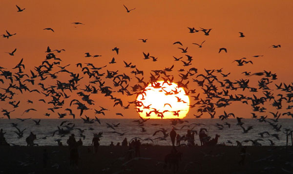 Sunset flight of fantasy