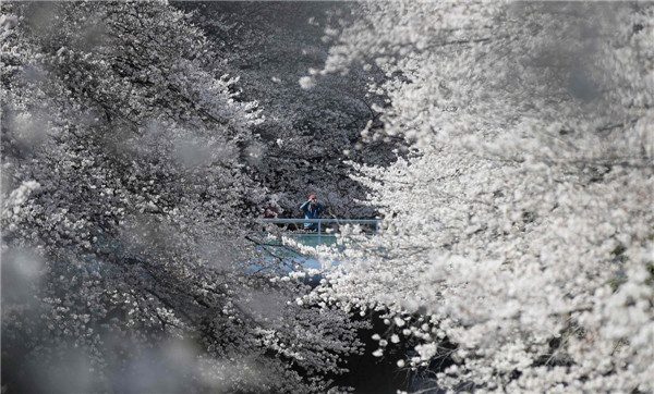 Cherry blossoms in Tokyo