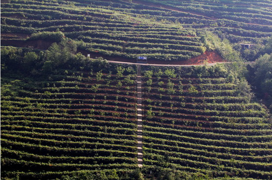 Small county builds biggest walnut industry