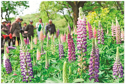 Lupines' inviting call at Yuantouzhu