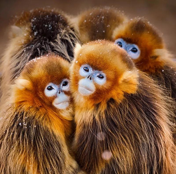 The 3rd City of Swan - Sanmenxia China International Photography Exhibition of Natural Ecology calls for photos