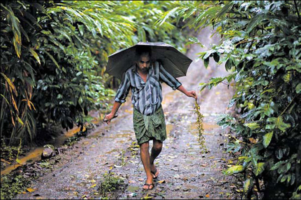 Tainted spices force farming change