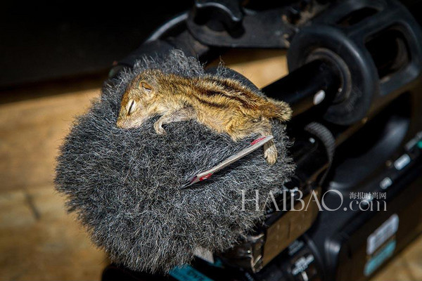 被遺棄的小松鼠萌醒地球人(組圖)