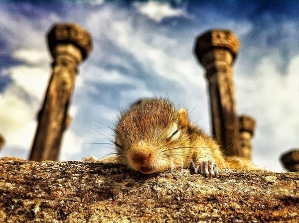 被遺棄的小松鼠萌醒地球人(組圖)