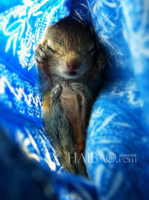 被遺棄的小松鼠萌醒地球人(組圖)