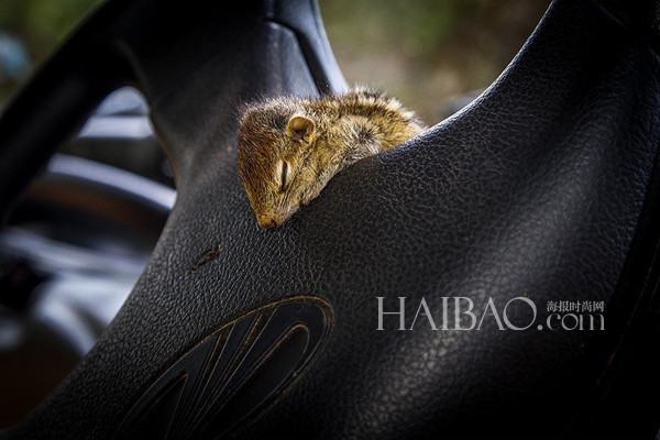 被遺棄的小松鼠萌醒地球人(組圖)
