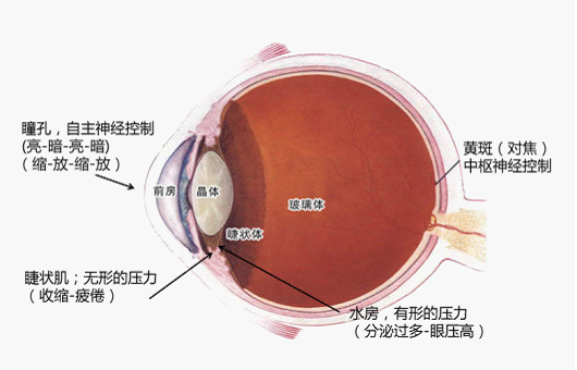 全國(guó)愛(ài)眼日 明基不閃屏為心靈之窗護(hù)航