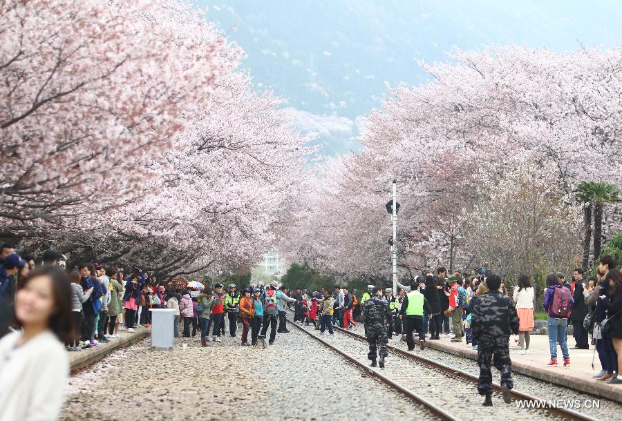 Chinhae Cherry Blossom Festival kicks off in South Korea