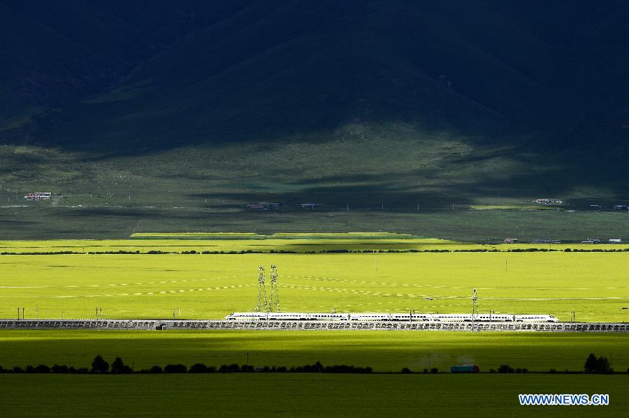 Blooming flowers in Qinghai