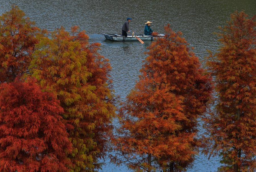 Tranquility in the ‘Water Forest’