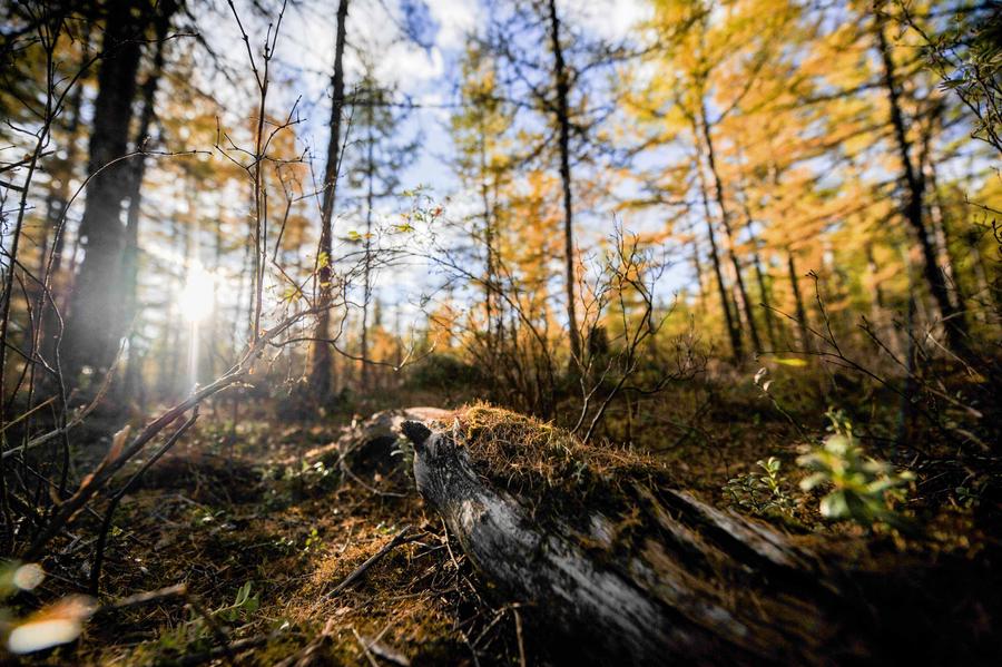 Greater Khingan Range: autumn beauty at its best