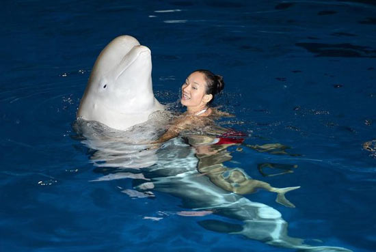 文婷姐妹拍水下婚紗照與海豚共舞