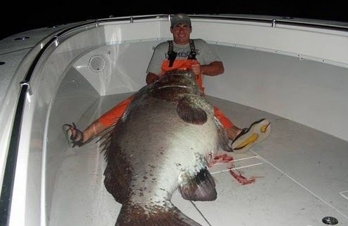 How big can giant fish grow exactly?