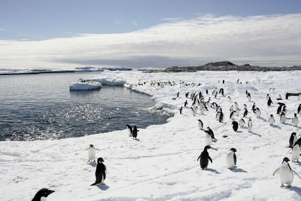 Adelie penguins walk on the ice at Cape Denison in Antarctica, in this December 12, 2009 file photo. Global warming might significantly raises sea level: study