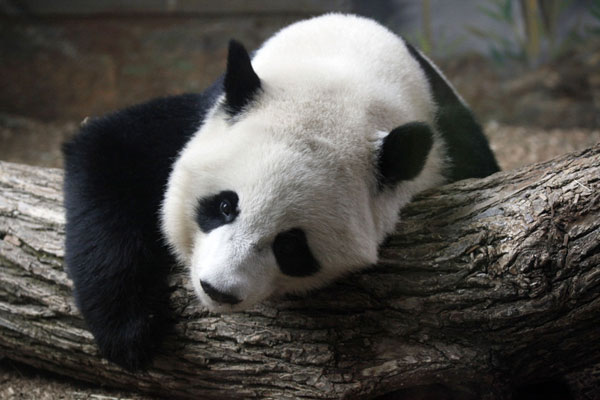 Lun Lun's youngest panda cub Po, a 2-year-old giant panda, takes a rest inside his exhibit at Zoo Atlanta in Atlanta, on July 2, 2013. Giant panda Lun Lun gives birth to twin cubs