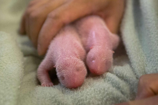 A pair of giant panda twins born to Lun Lun are pictured at Zoo Atlanta in Atlanta in this July 15, 2013 picture provided by Zoo Atlanta. Giant panda Lun Lun gives birth to twin cubs