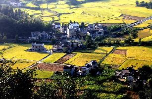 Draw on the paddy fields