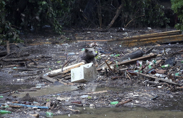 Zoo animals roam free in Georgia's capital after flooding