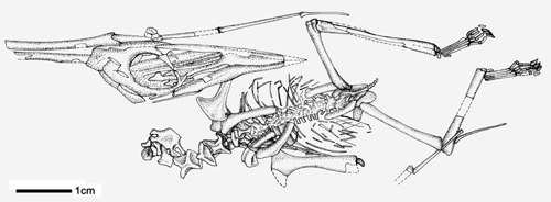 科學(xué)家發(fā)現(xiàn)世界上最小的樹棲翼龍