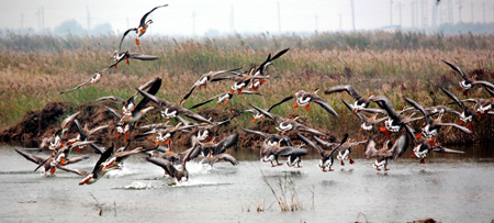 黃河三角洲---鳥的樂園