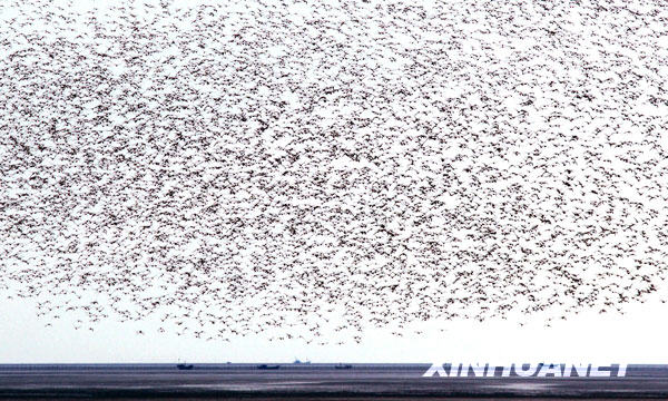 百萬(wàn)只候鳥(niǎo)鴨綠江口濕地“加油”[組圖]