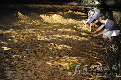 河南商丘開封濟(jì)源特大風(fēng)雹致22人死亡