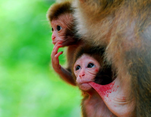 面朝大海的獼猴王國(guó)
