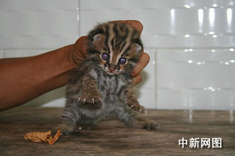 四川長寧發(fā)現不明野生動物 有待專家確認