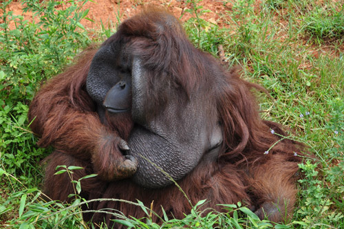 “培培”變成胖猩猩 如何減肥成難題