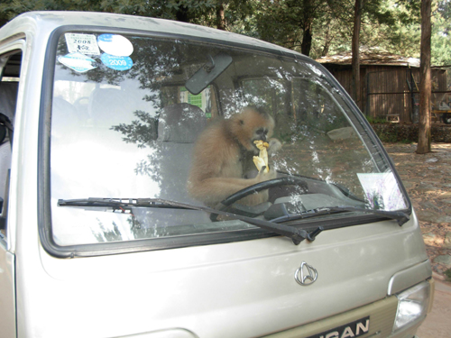 長臂猿“樂樂”開汽車(組圖)